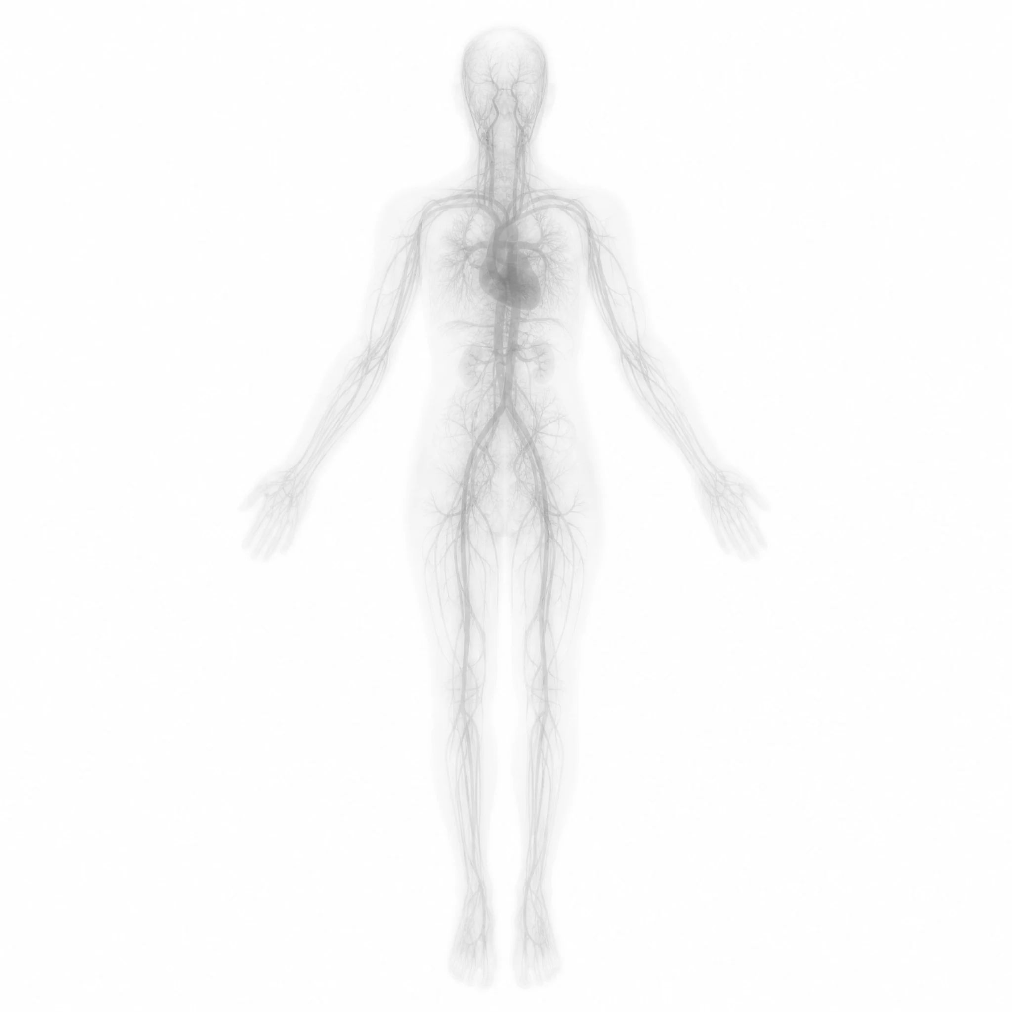 The human circulatory system
