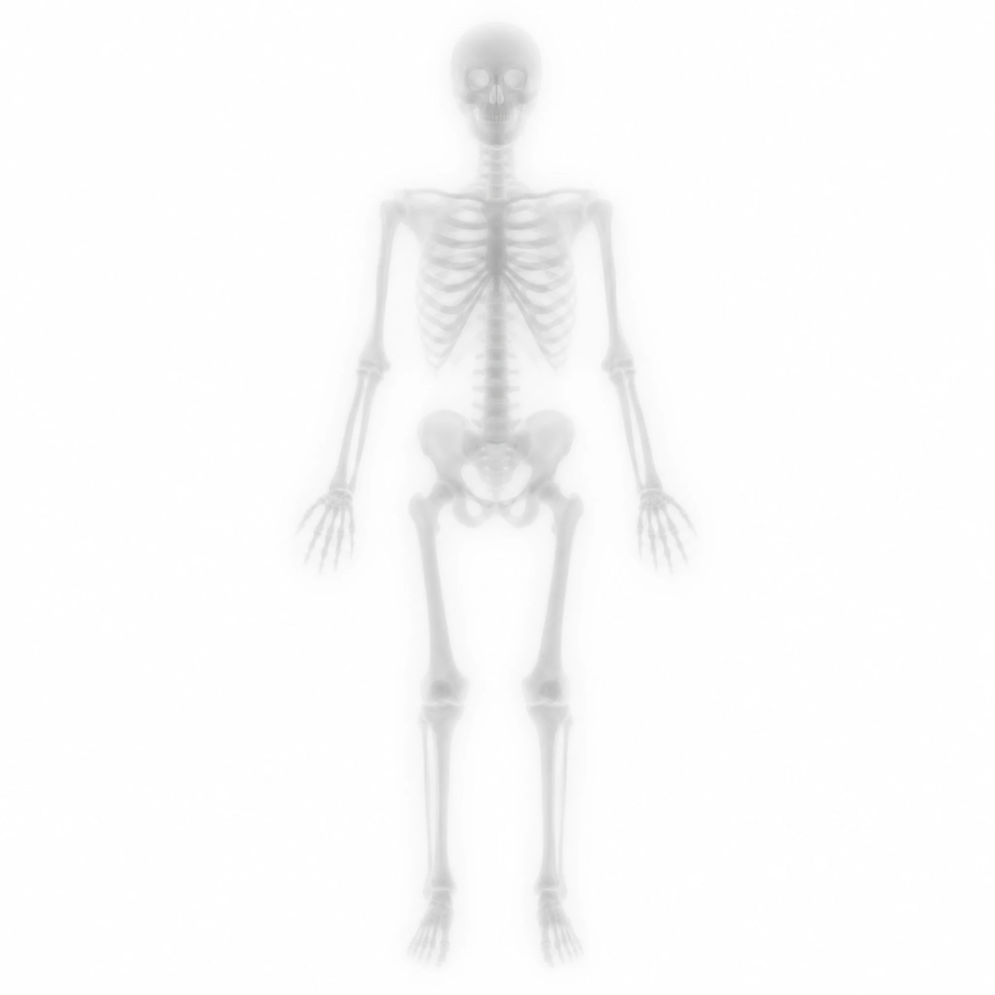 A human skeleton