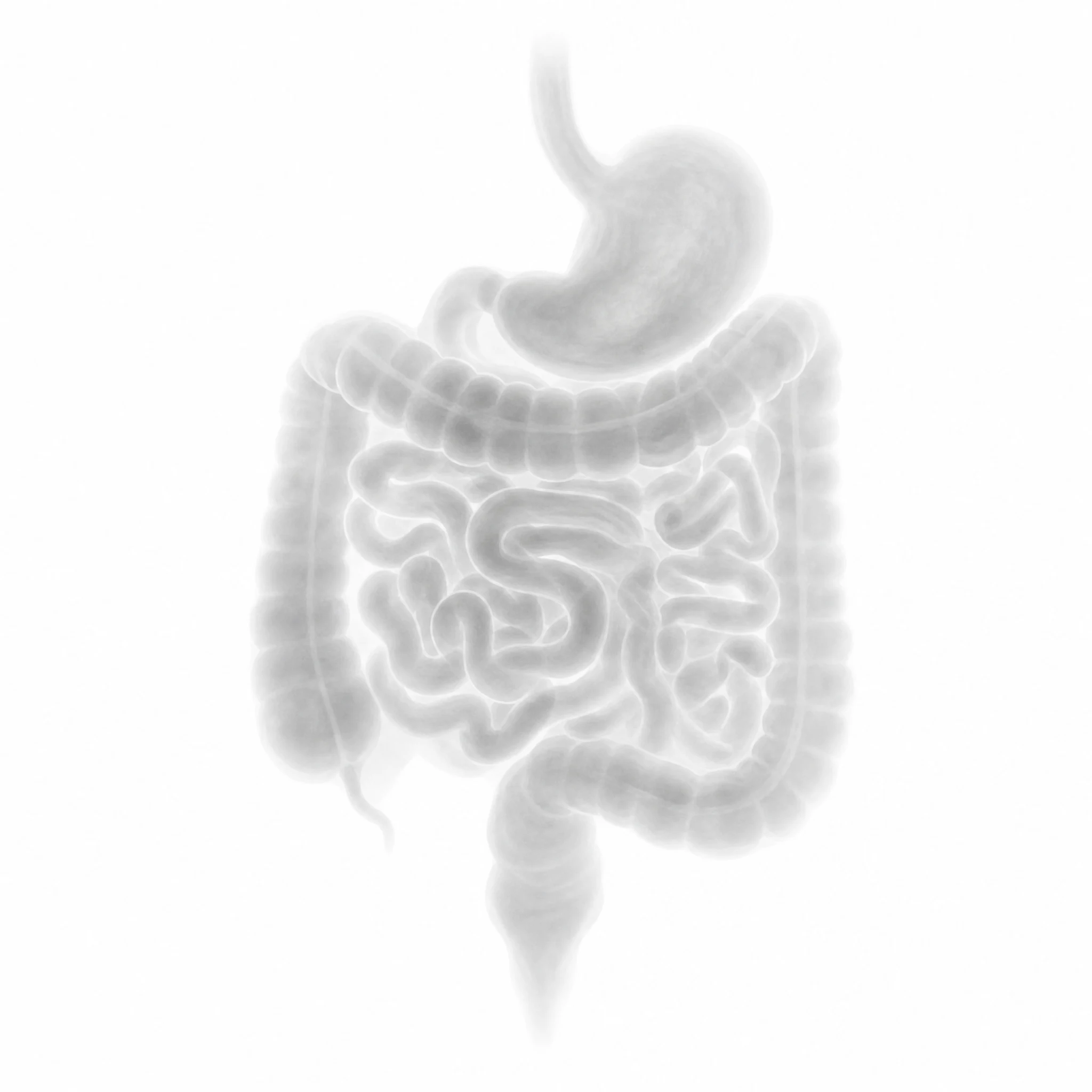 The human digestive system