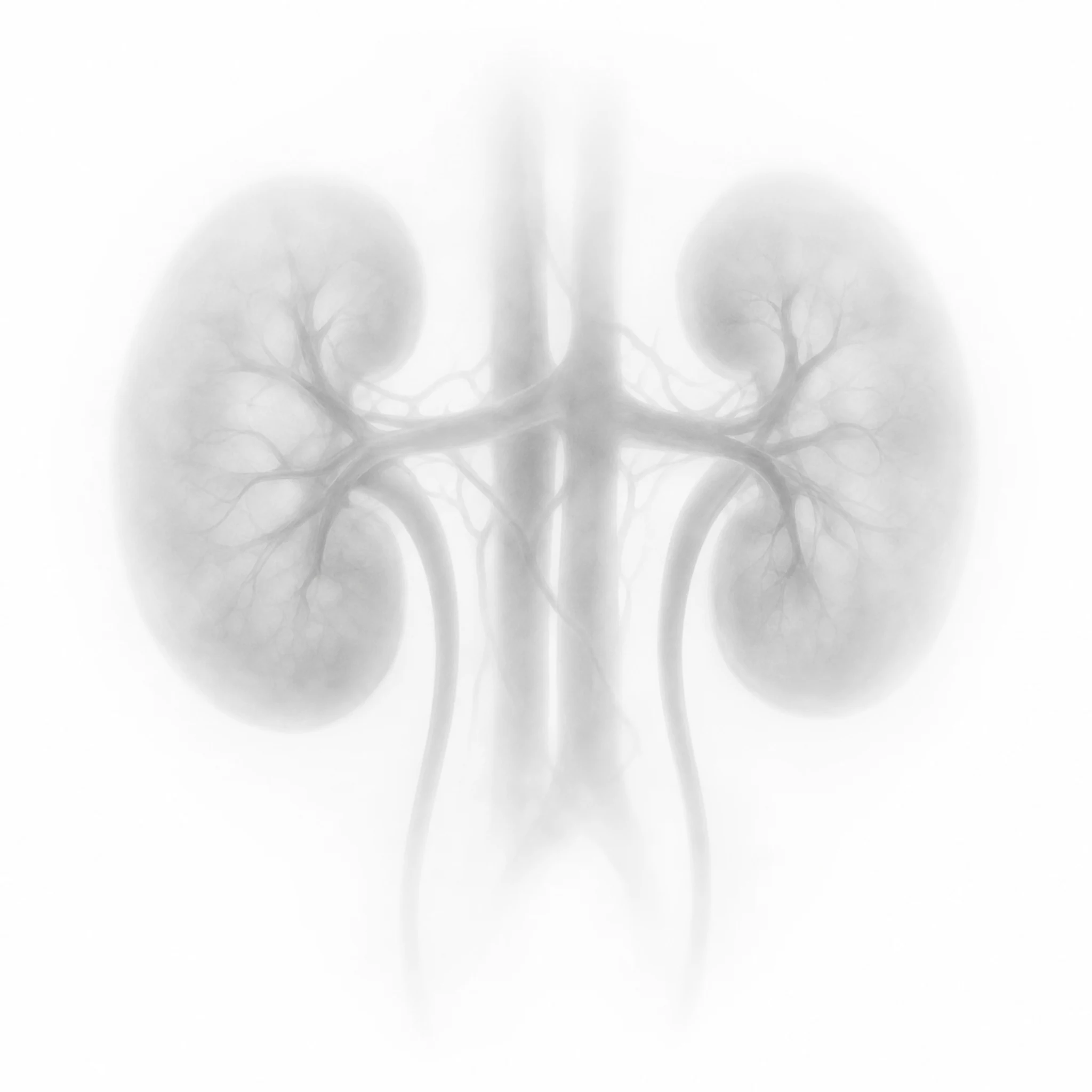 A pair of anatomical human kidneys