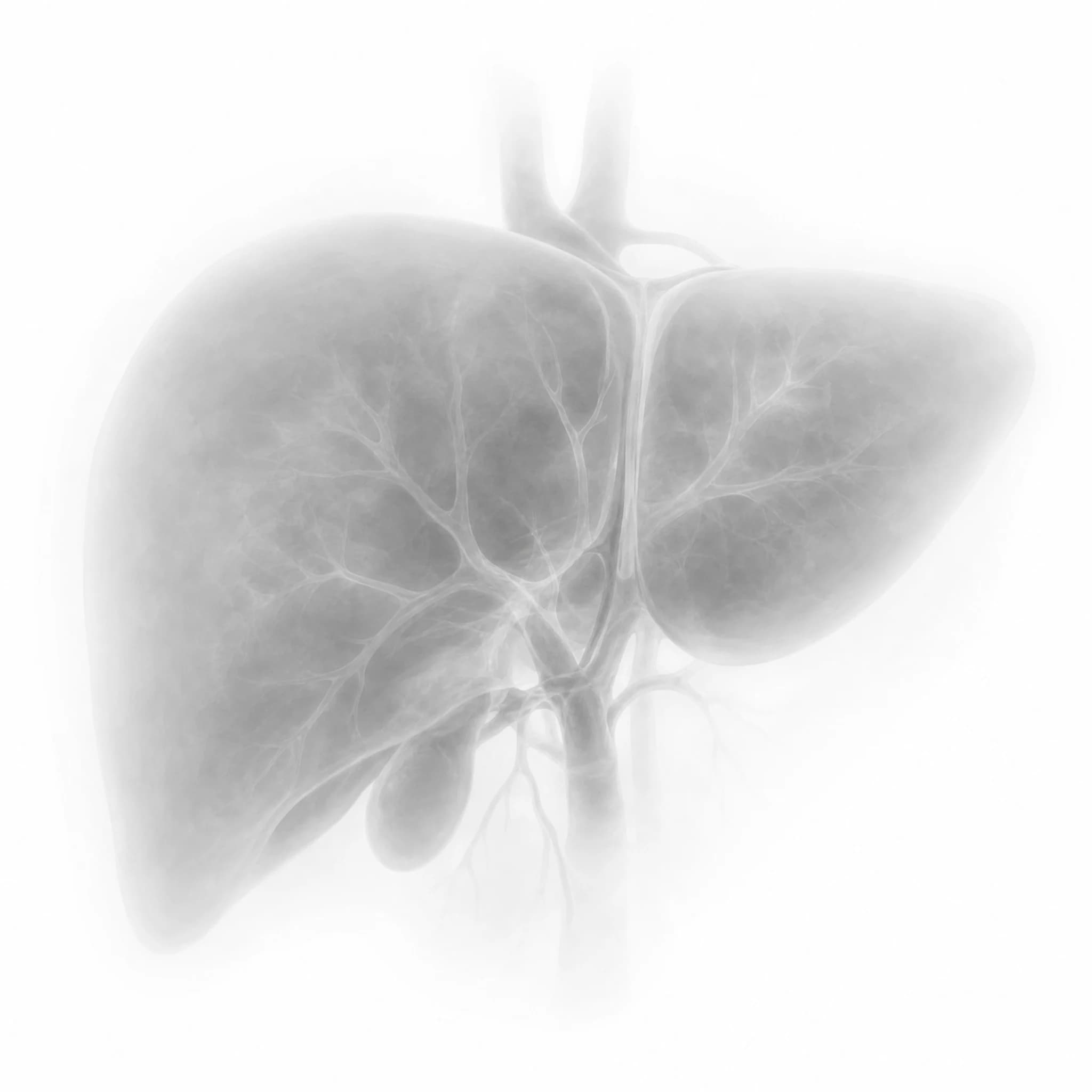 An anatomical human liver