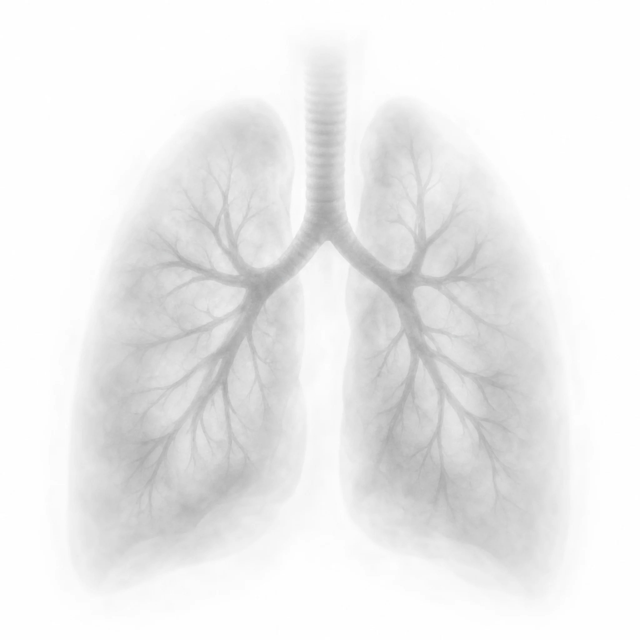 A pair of anatomical human lungs