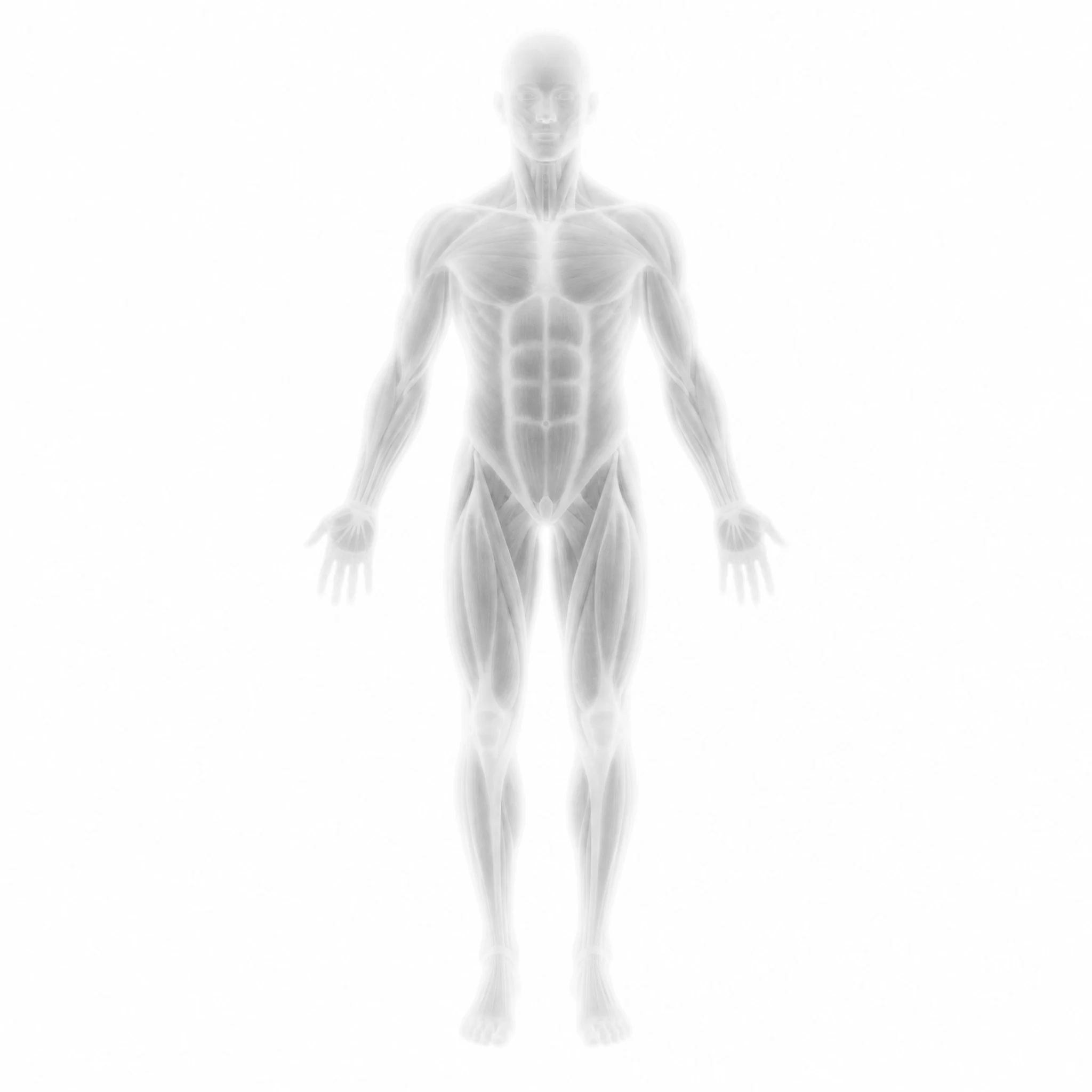 The human muscular system