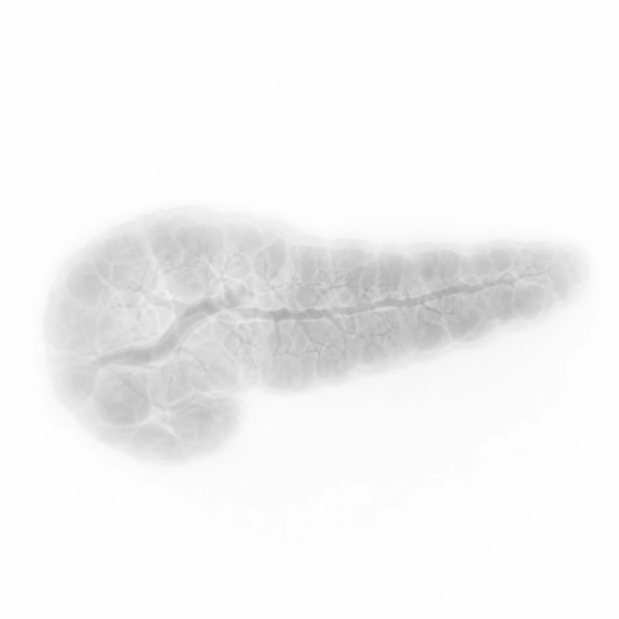 The human pancreas