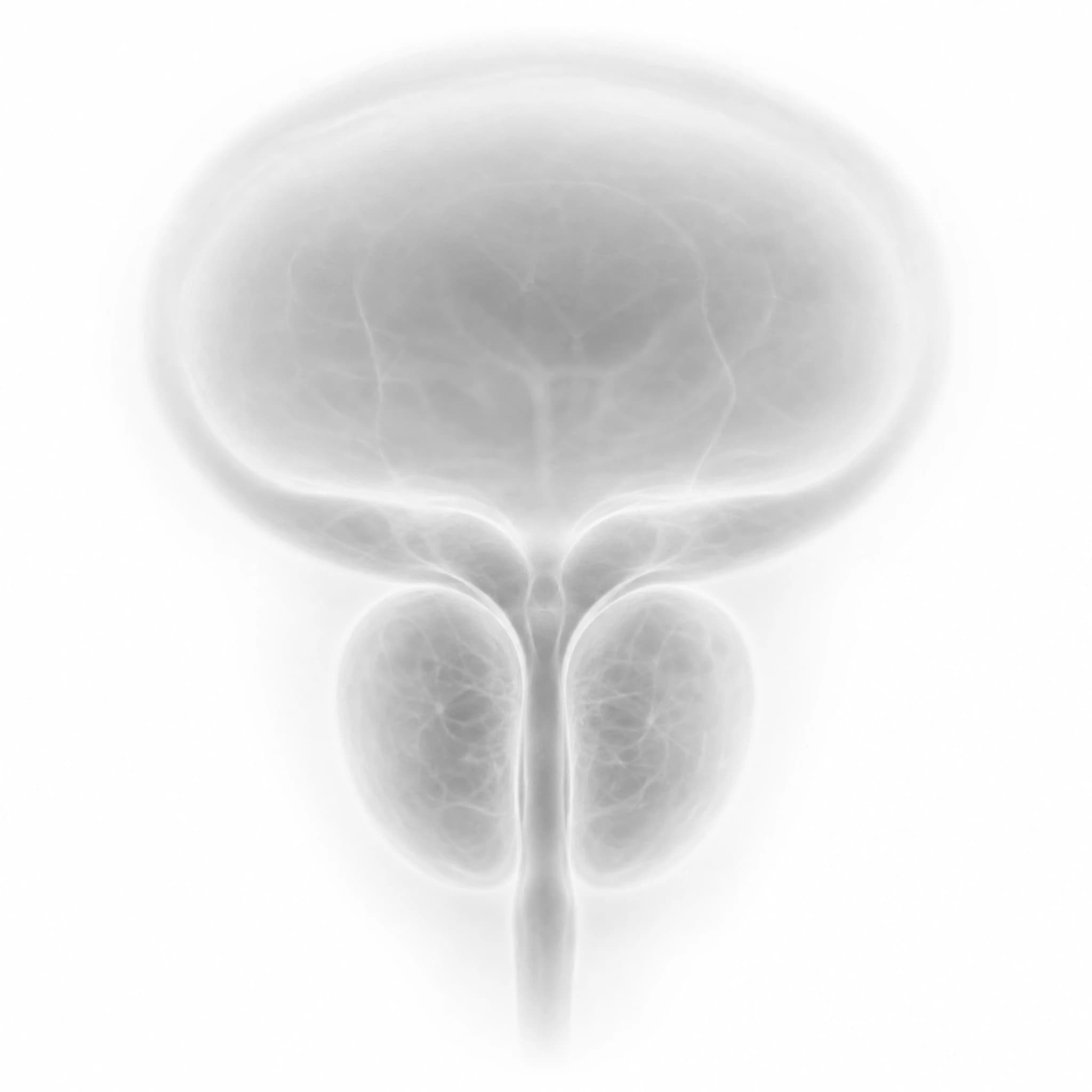 The human prostate gland