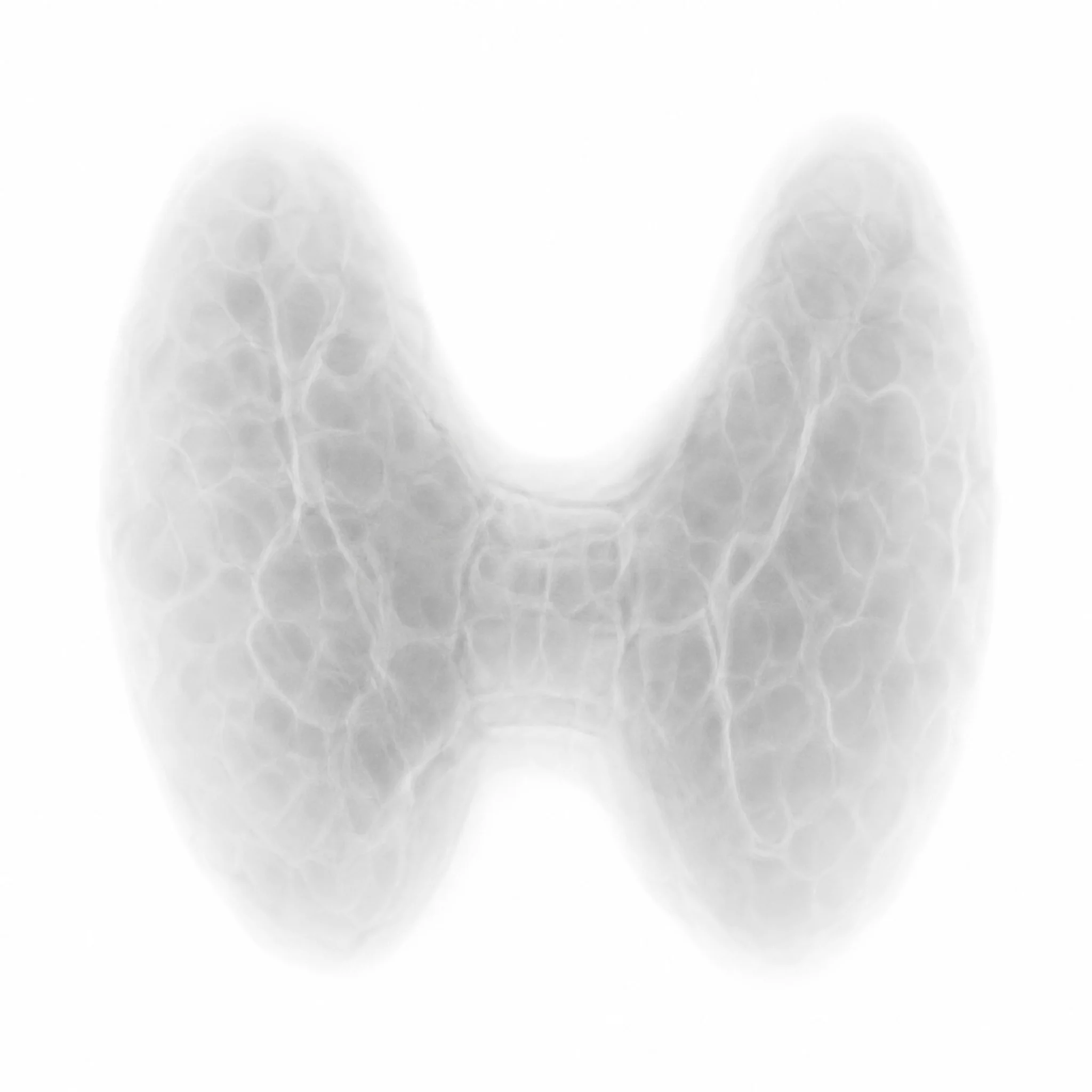 The human thyroid gland